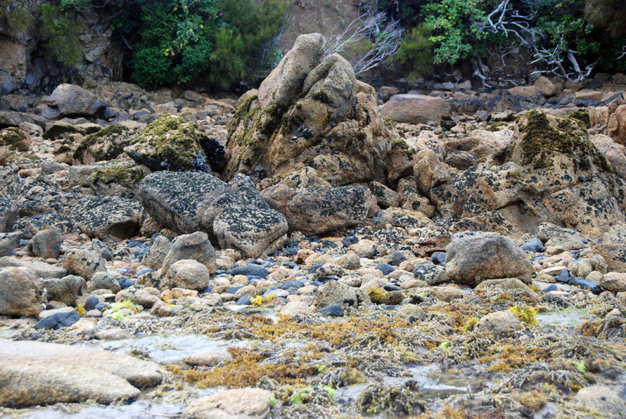 Prolific growth in the intertidal zone on Boulder Beach, Ulva Island.