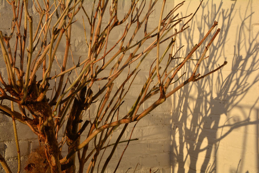 Sun and shadows at 08.20 on this pruned hydrangea. 