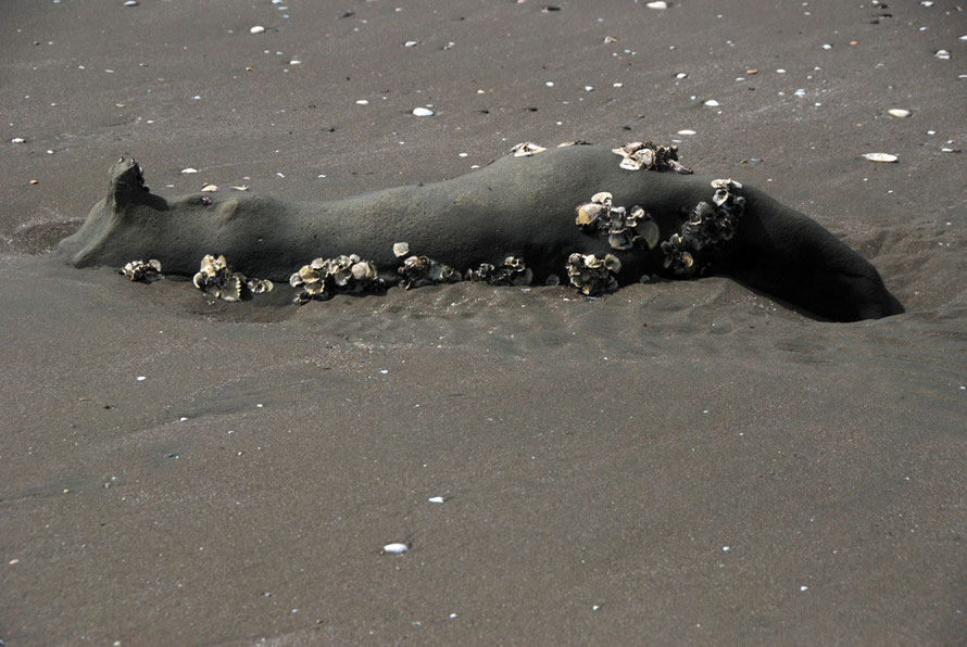 Dead Seal Rock with oysters at Mauhrangi Park. 