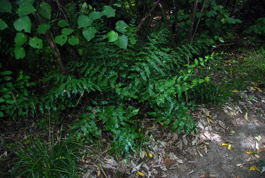 Fern (probably Blechnum procerum - Small kiokio)  and Kawakawa - Macropiper excelsum on the Taupo Head walk, Golden Bay.