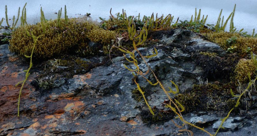 A different club moss growing 200 feet above sea level on a huge boulder on the road to Jøvik.