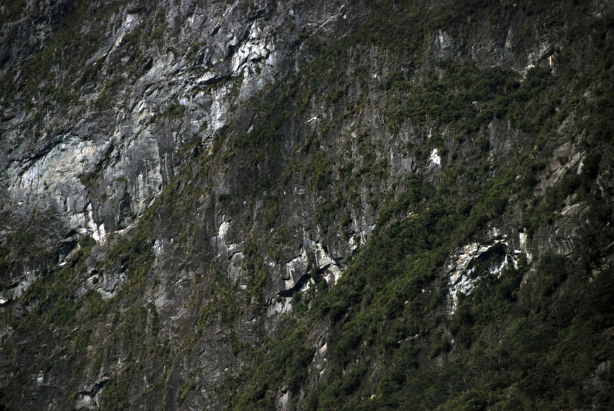 This section of side wall appears to steep even for moss. There is cncern that an overdue major earthquake could unleash a massive rockfall and tsunami in the confined waters of the Sound.