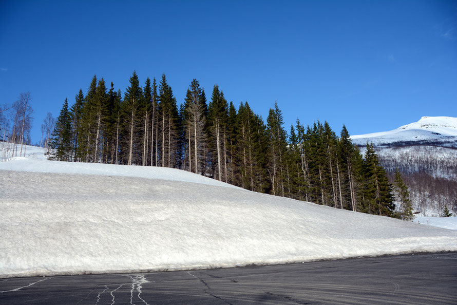 Planted Norway Spruce on the mountain pass of the E8 main road south 40km from Tormso to the north.