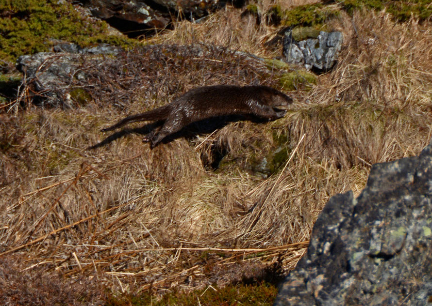 One of a pair of Otters we spotted dashing up a steep incline to a tangle of rocks at the end of the Lyngen Peninsula. 