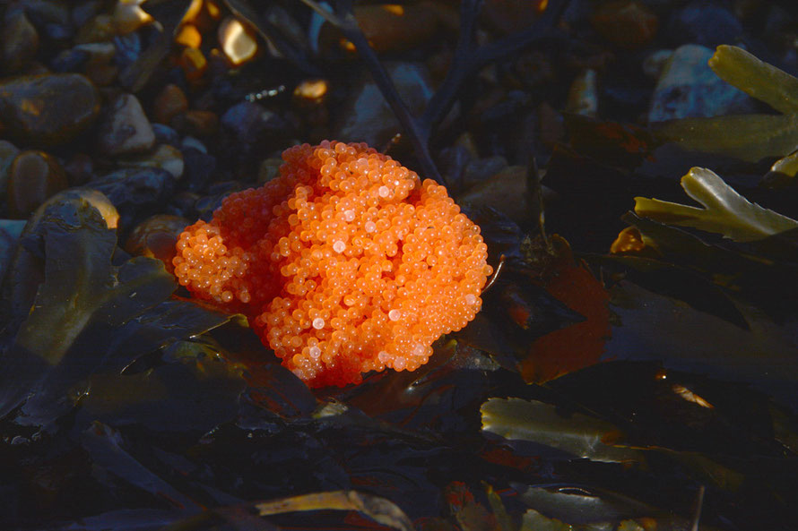 A fish egg bundle washed up on the beach. 