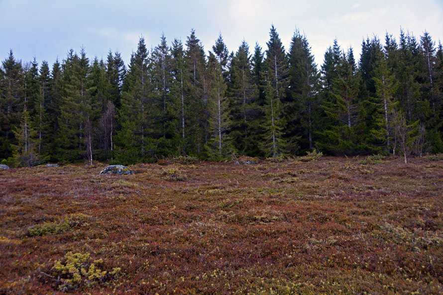 Juniper heath and straggly Norway Spruce at the windswept north end of the Sjørfjorden iin North Norway near Tromsø.