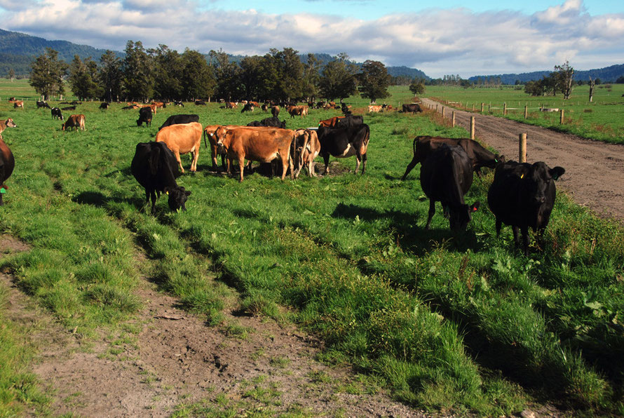 An Angus and Jersey herd on the road to Hokitika.