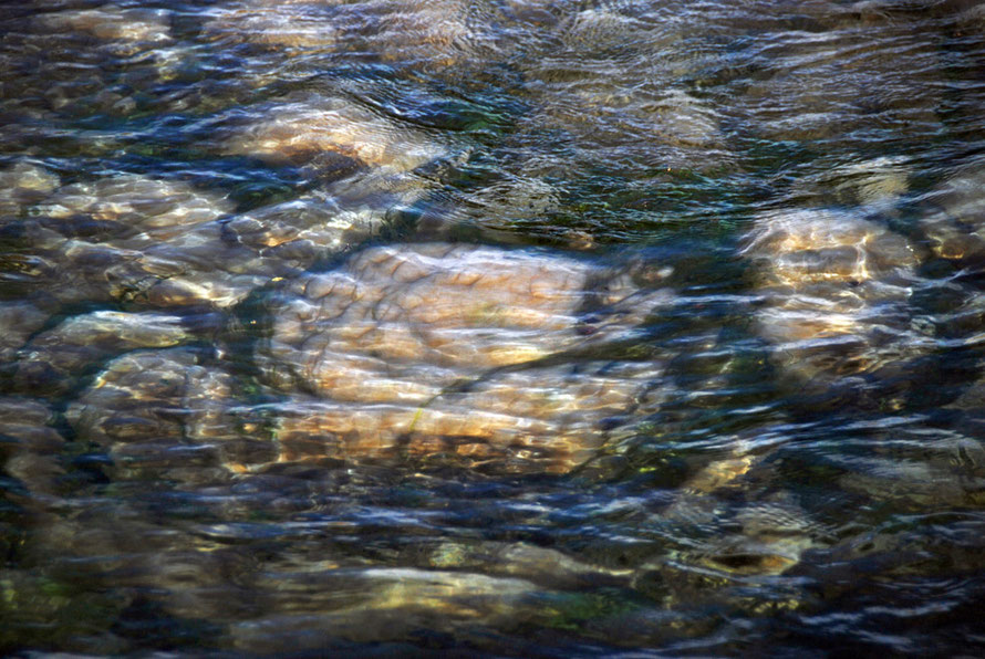 Strange underwater plants in the western branch of the Eglinton River near Cascade Creek on the Milford Road.