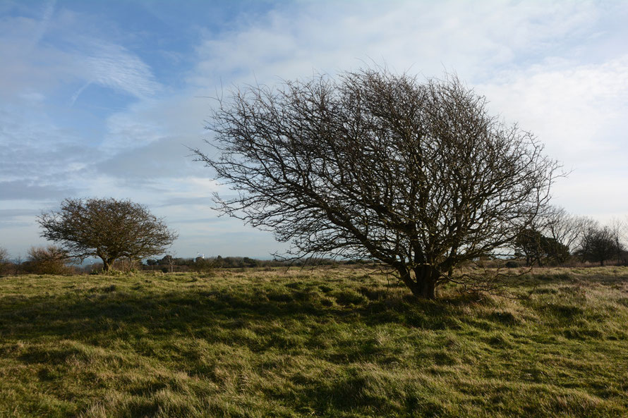 Two Hawthorn Trees, South Foreland. 