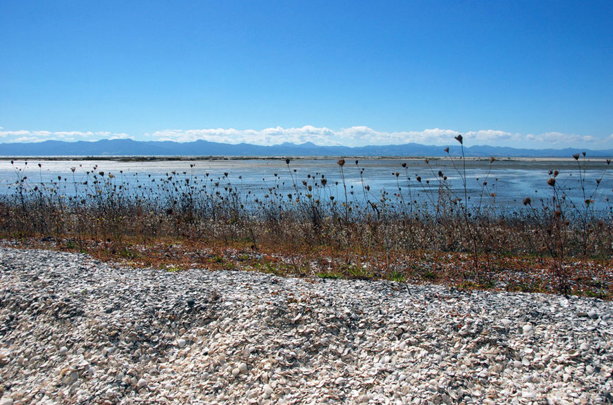 One of the shell banks of the Miranda Chenier Plain with mudflats and the mountains of the Coromandel Peninsula beyond. 