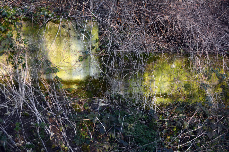 Sun on concrete retaining slabs and the remnants of Old Man's Beard and brambles. 