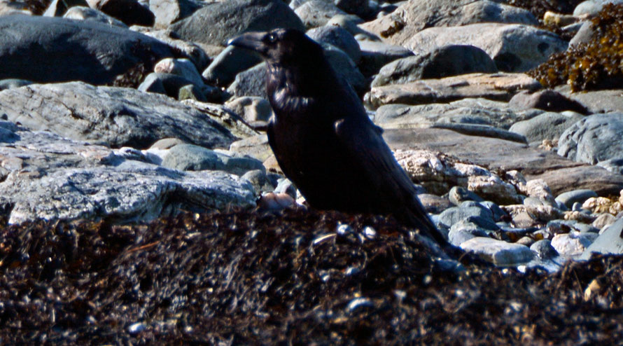 Raven on wrack at Russelv beach at the end of the Lyngen Peninsula. 