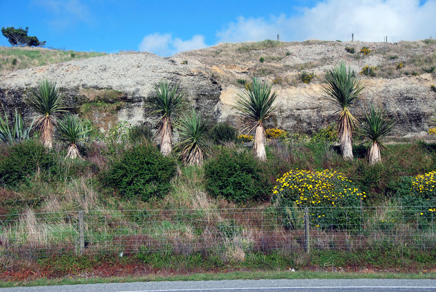 Remnants of gold sluicing operation on the road north out of Hokitika