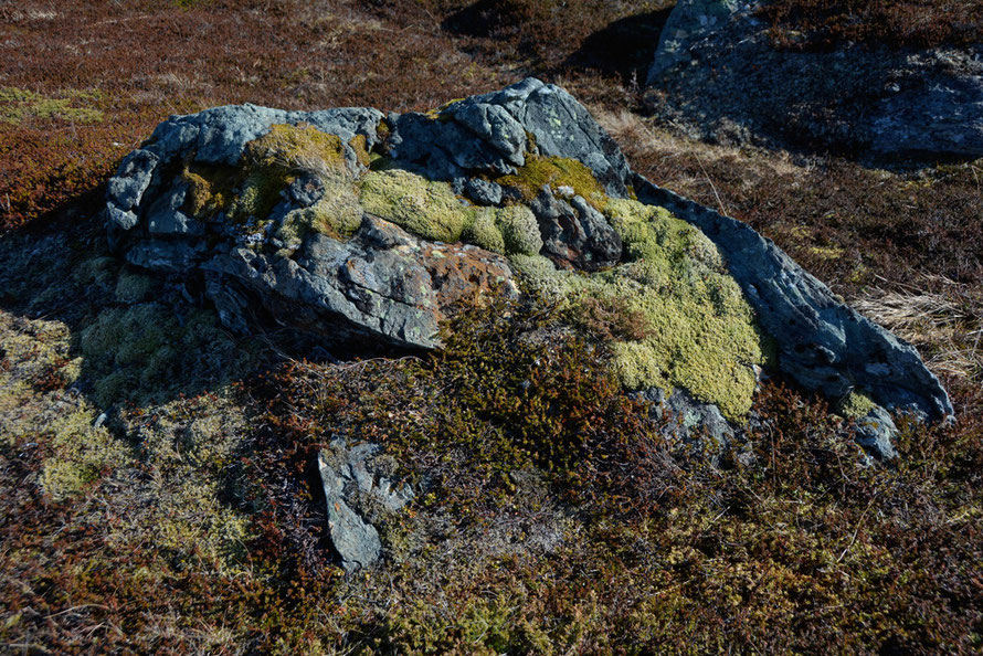 Post glacial plant progression on a boulder with lichens, mosses and common juniper colonising this outlier from the last ice age at Russelv. 