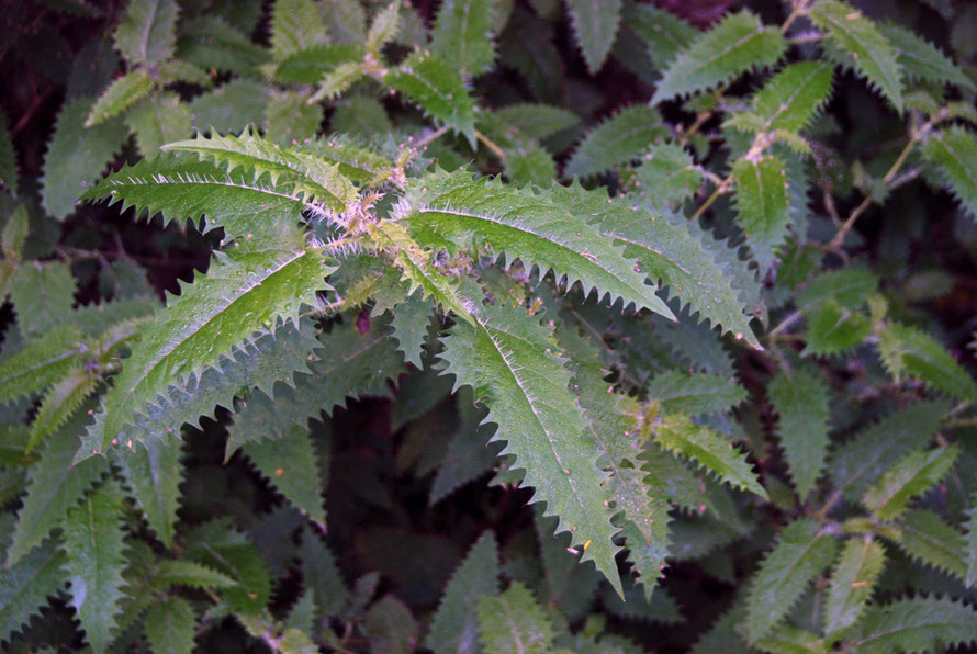 Ongaonga/tree nettle - Urtica ferox - on the Taupo Head walk, Golden Bay. The tree nettle is one of New Zealand's most poisonous native plants.