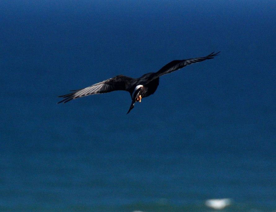 There are less than 1000 breeding pairs of theBlack Harrier.  This one was at the West Coast National Park