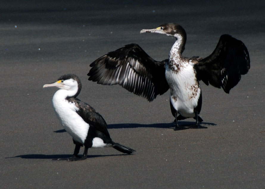 Karuhiruhi/Pied Shag (Phalacrocorax varius ) on the black sands at Whatipu, Auckland. 