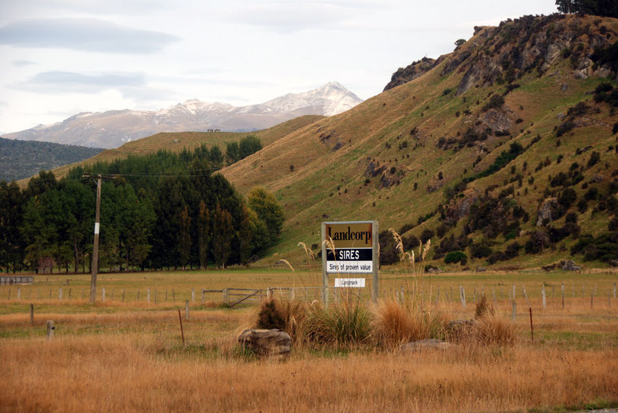 Landcorp Sires sign in the Waiau valley. State-owned "Landcorp Farming is a leading New Zealand agribusiness. Our extensive sheep and beef, deer and dairy operations are best practice.'