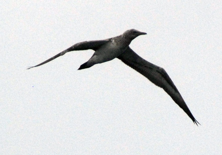 Immature Takupu/Australasian Gannet (Morus serrator) on the Foveaux Strait. Fledglings from New Zealand fly directly to Australia, and typically do not return to their home colonies until their third 