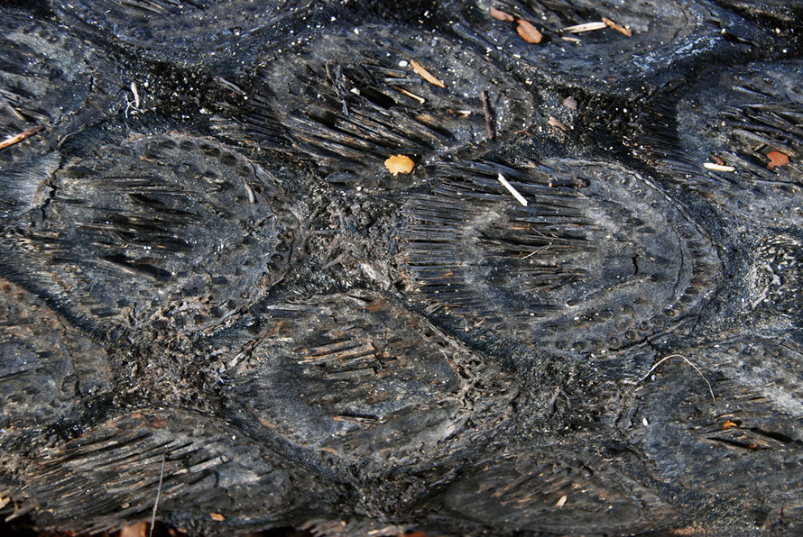 Tree root trunk (caudes) and chararcteristic marks where stipes (front stalks) have detasched from trunk. Probably Mamuka/Black Tree Fern (Wainui Bay, Golden Bay).