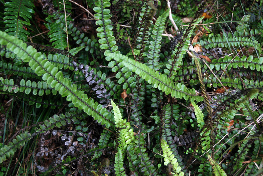 Possibly Tarawera/Button fern - Pellaea rotundifolia