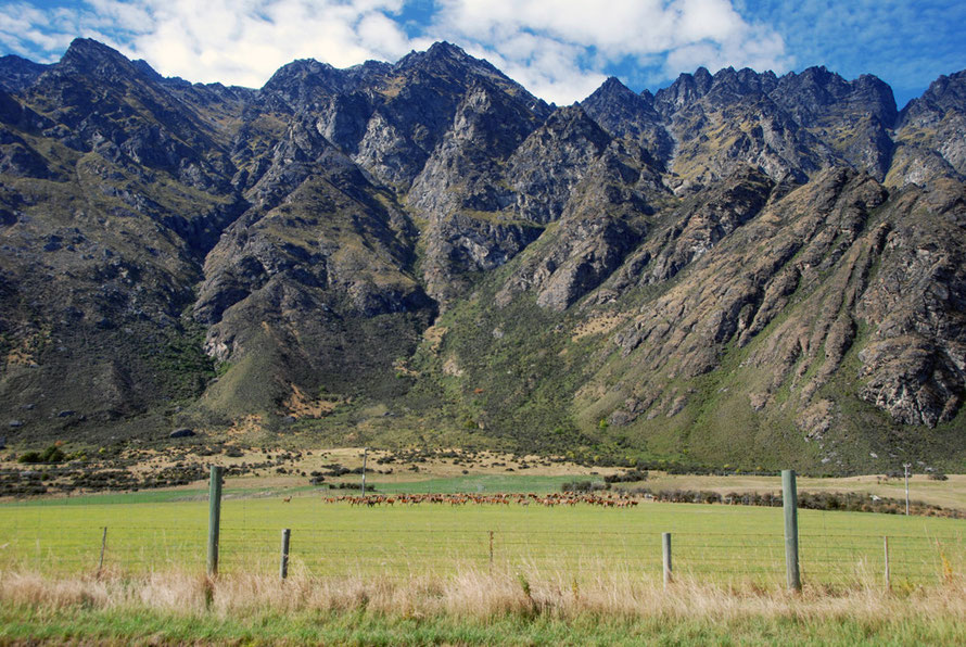 Deer farm under the backdrop of The Remarkables, Otago.