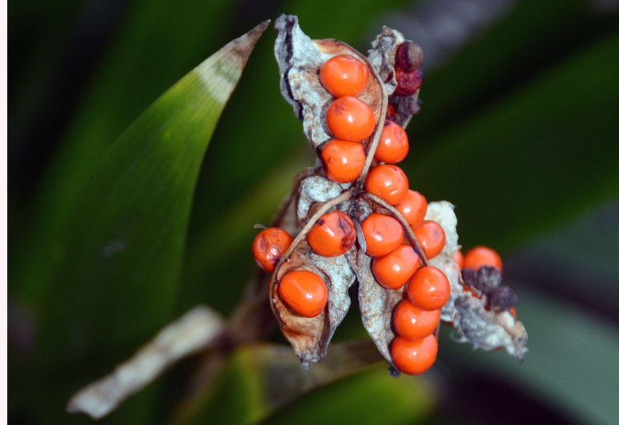 The berries of one of the UK's two native Iris: this one is the Iris foetidissima (Stinking iris, gladdon, Gladwin iris, roast-beef plant, stinking gladwin) that grows and spreads in downland wood and scrub and our garden. The other is the Yellow Iris. 