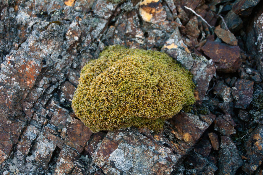 Moss and lichen colonising a rock face near Russelv. 