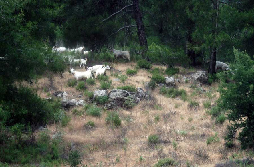 Goats grazing amongst the Brutia Pines, near Machairas Monastery