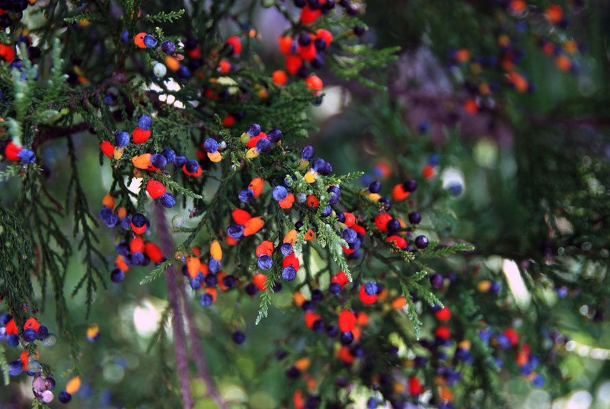 Kahikatea seeds (the blue spheres)with their characteristic orange to red arils that attract birds to eat the seed for its dispersal. Photographed at the Arataki Visitor Centre in the Waitakere Region