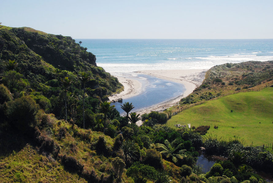 Remnant bush of trees ferns, nikau palm and kraka pullulate in the translucent, limpid light of the Tasman Sea.