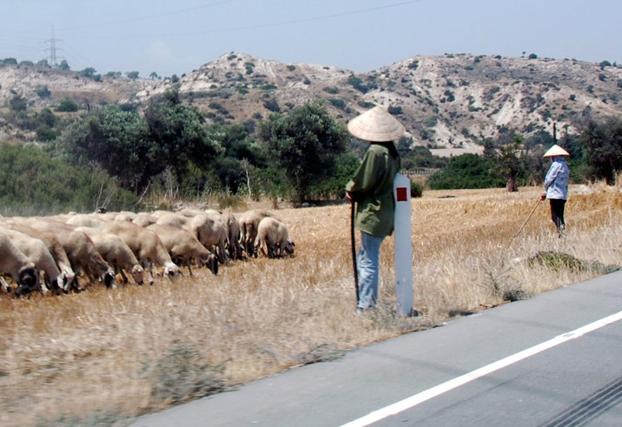 Vietnamese sheep-women minding the flock while the owner drives the sheep in his pick-up near Tochni June 2013.