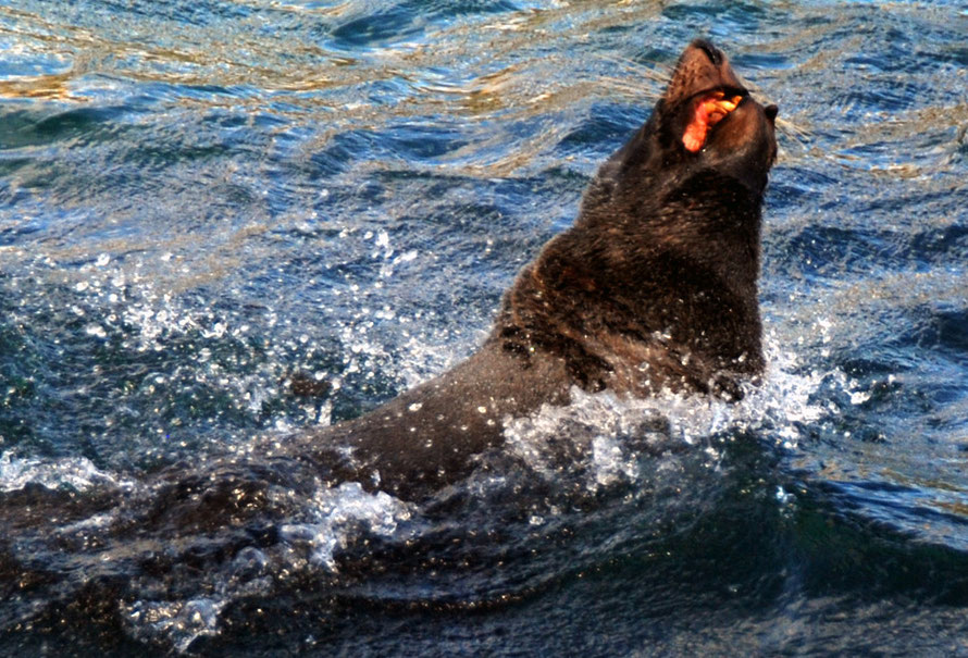 A seal off Pilots Beach on the Otago Peninsula shows off its formidable teeth