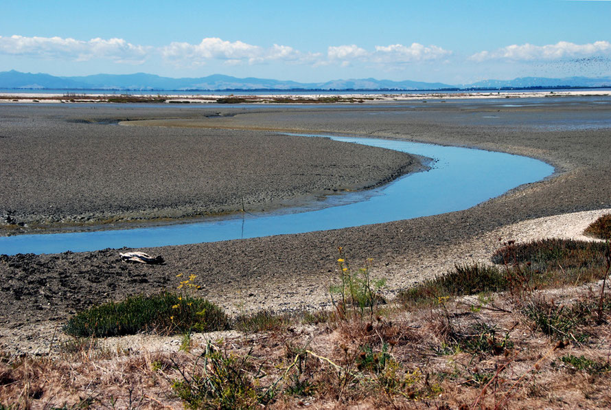 Mudflats at Miranda/Pukorokoro embayed by the brilliant white shell bank in the distance and beyond the flat tree line of the Hauraki Plains and the hills of Coromandel Range