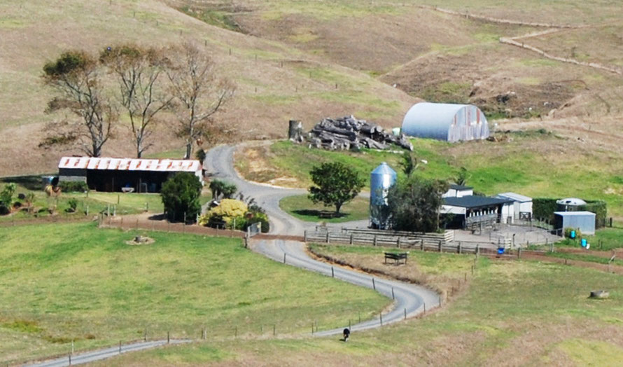 Milking parlour in the sandhills of Awhitu south west of Auckland. 