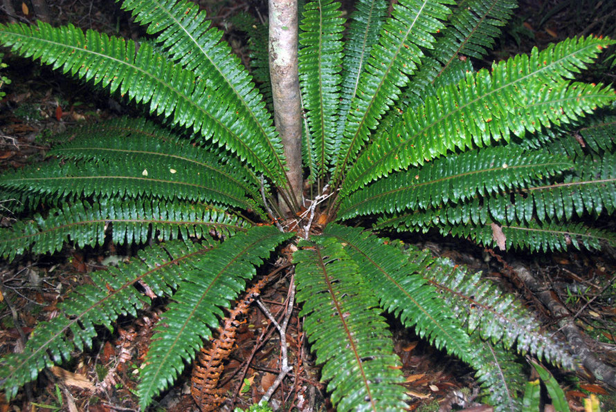 Crown Fern (Blechnum Doscolor) are ubiquitous on the forest floor on Ulva Island.