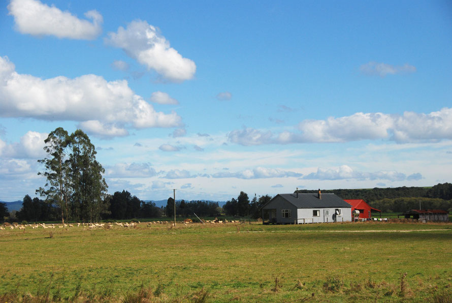 Farm under open skies on the Reefton road.