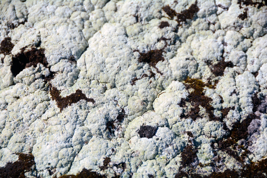 Not cauliflower but lichen covered rock at Russelv. 