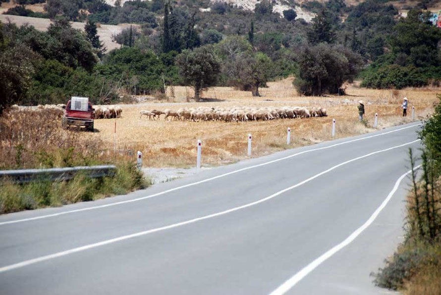 In the baking heat the farmer drives in his pick up while two Vietnamese (?) women herd the sheep across the stubble field