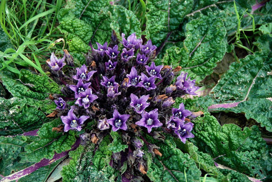 The purple peduncles of the Mandrake plant (Mandragora officinarum) (January 2013).