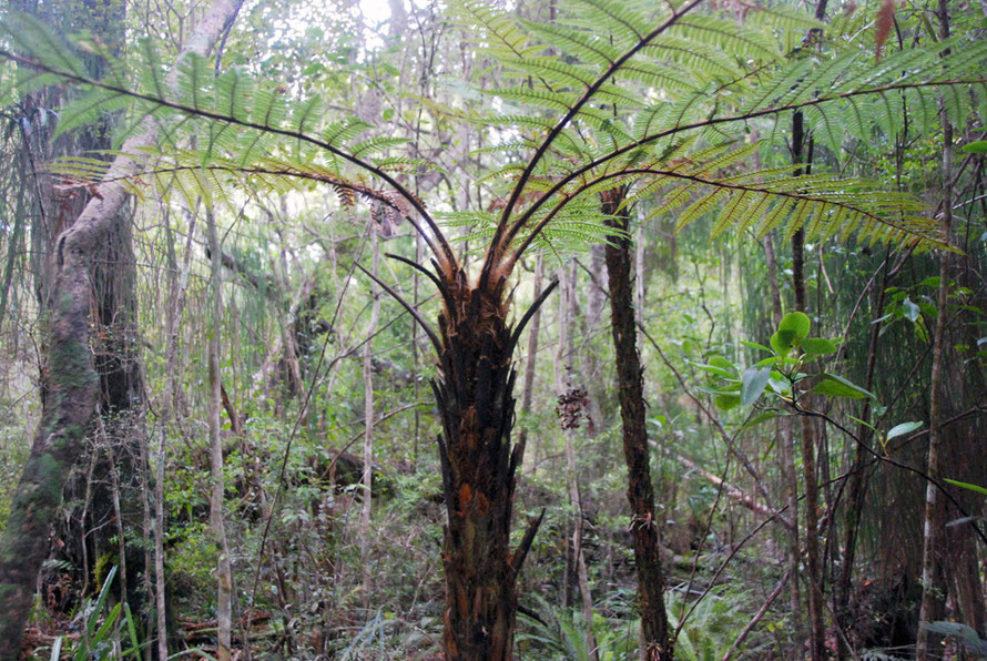 Wheki (dicksonia squarrosa) tree fern on Ulva Island (part of the Stewart/Rakiura Islands)