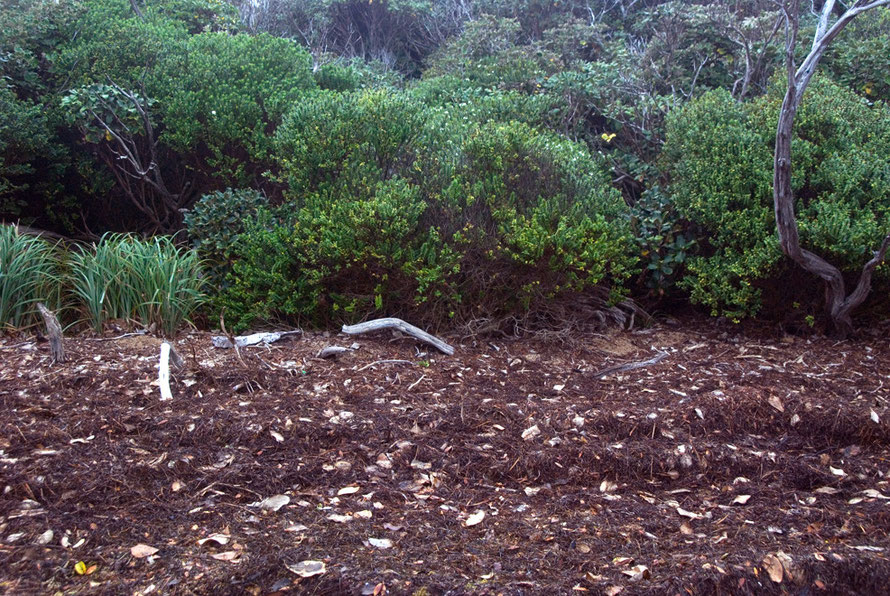 olearia oporina at the end of summer on Ulva Island