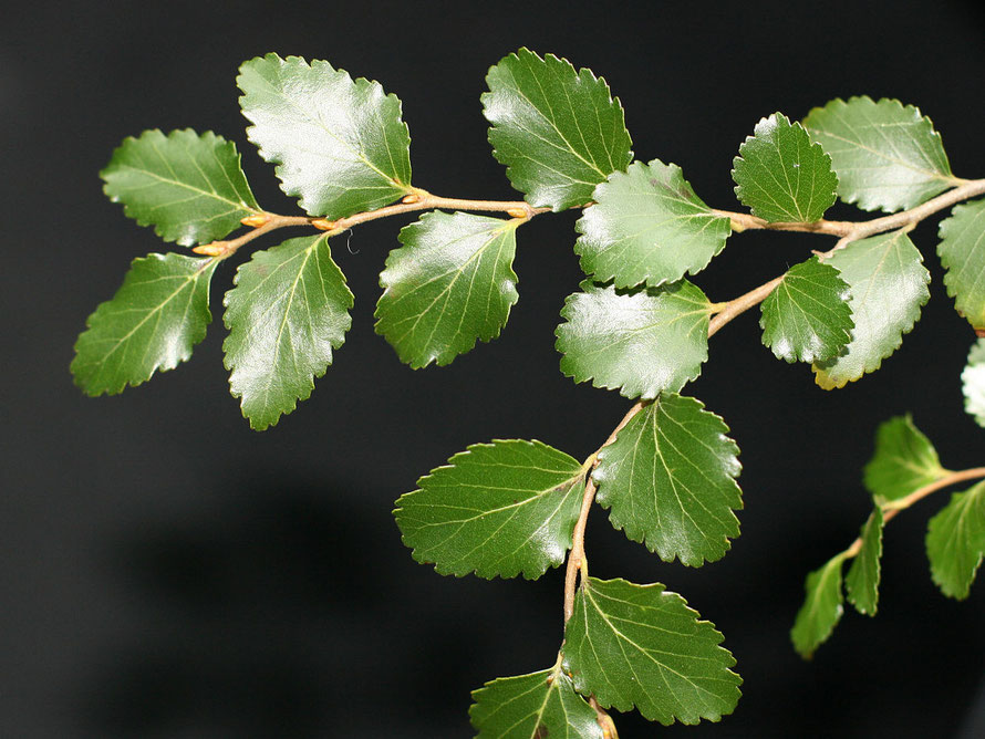 Hard Beech Nothofagus truncata foliage. Grows to 30m and timber is hard and hard to work because it has a high silica content  (Courtesy Kahuroa WikiCommons)