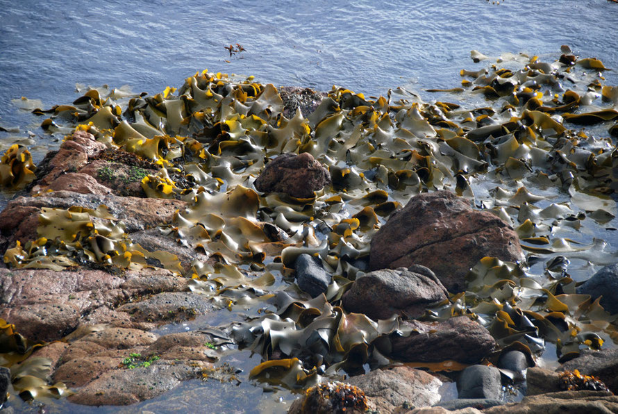 Bull Kelp - Durvillaea antarctica - at Fishman's Point. It was used by Maori to make sacks to preserve titi/muttonbitds (see my page Sooty Shearwaters and Blue Penguins in 'Stewart Island'. (Thanks to