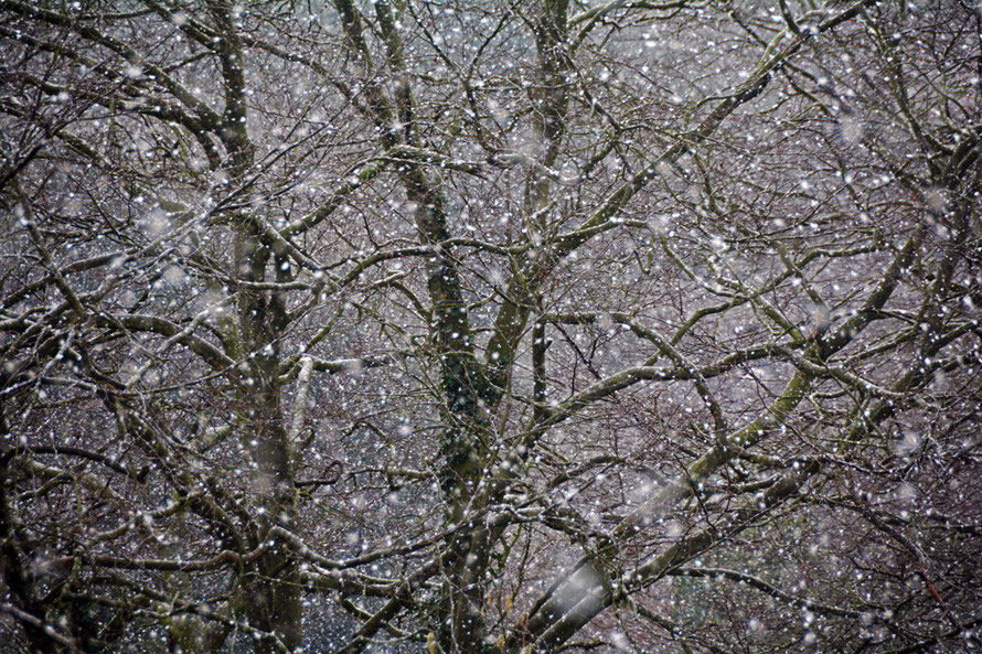 The first snow arrived in the beech trees. 