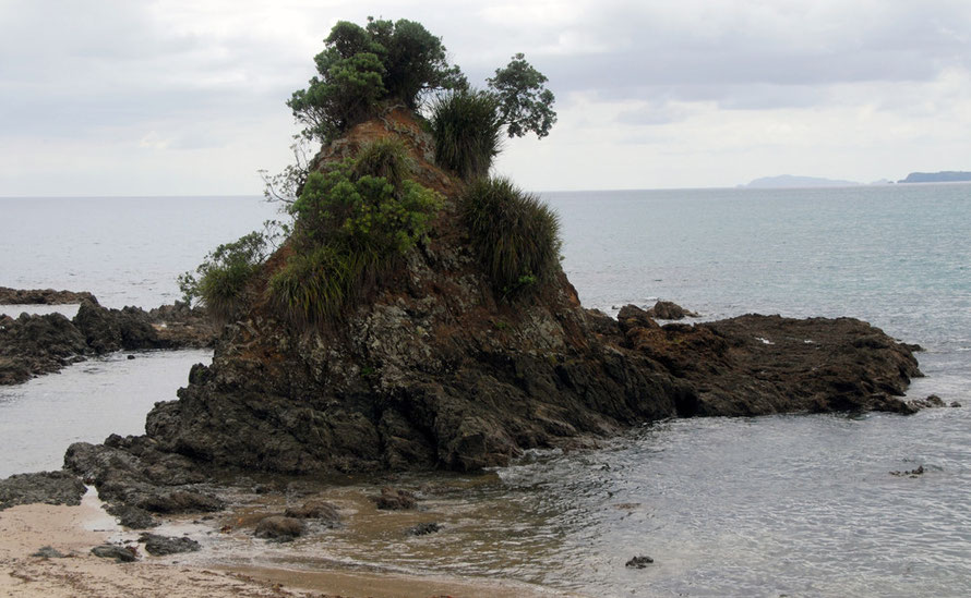 A rock pinnacle covered with epiphytes at Quarry Point near Kuoatunu. 