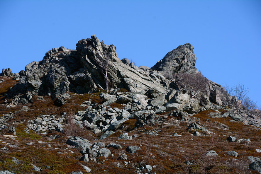 Gabbro outcrop with strange ripped, fluted and layered forms with the characteristic greenish/olivine hue of gabbro at the northern end of the Lyngen peninsula with characteristic crowberry and stunted silver/downy birch. 