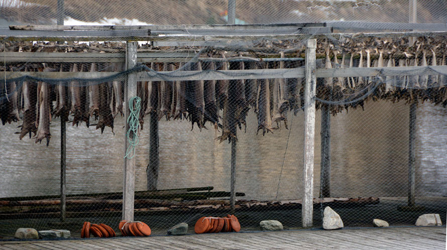 Stockfish drying on wooden, netted racks at Jøvik on the Kjosen arm of the Ullsfjorden. 'Stockfish' is a Danish loan word 'stokvis' meaning stick fish. Stockfish, which are air-fermented, have been traded since the 13th century in western Scandinavia.