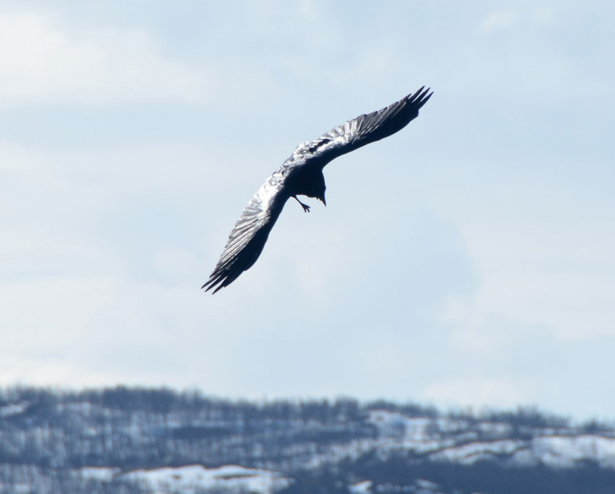 Raven landing on the beach at Russelv at the end of the Lyngen Peninsula.