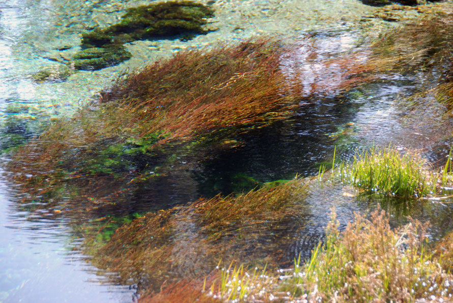 Macrophytes at the Main Spring at Te Waikoropupu Springs, Golden Bay.